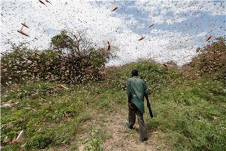 Invazija skakavaca u Istočnoj Africi stigla do Južnog Sudana - Glas Istre