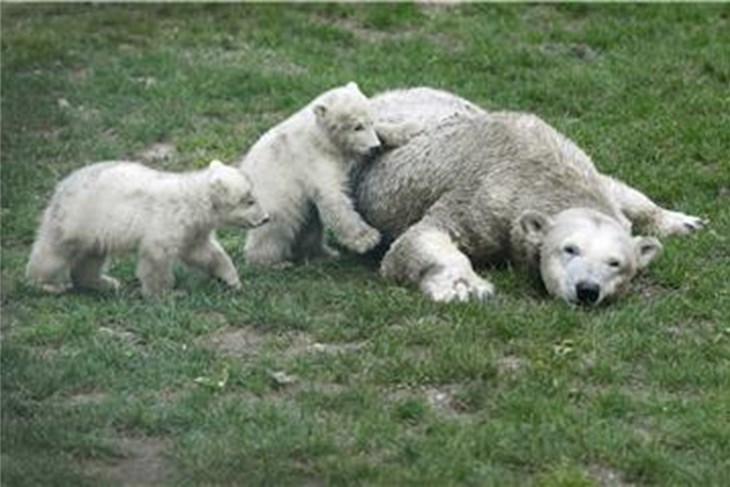 ima li polarnih medvjeda u labradoru