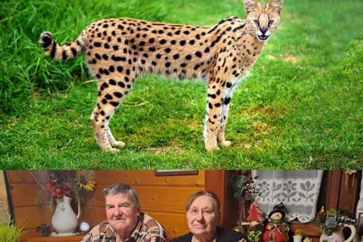 Divlja mačka, serval ili ris napada po Gorskom Kotaru. 