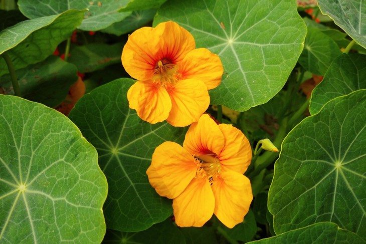 Nasturtium sadrži sve što trebate: Radi se o jestivom ali i ljekovitom ...