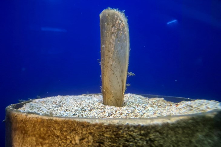 FOTO / Plemenita periska Morana iz pulskog Aquariuma dosegnula dužinu ...