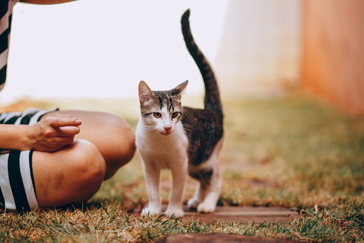 Veterinari otkrivaju što znači kada mački vibrira rep