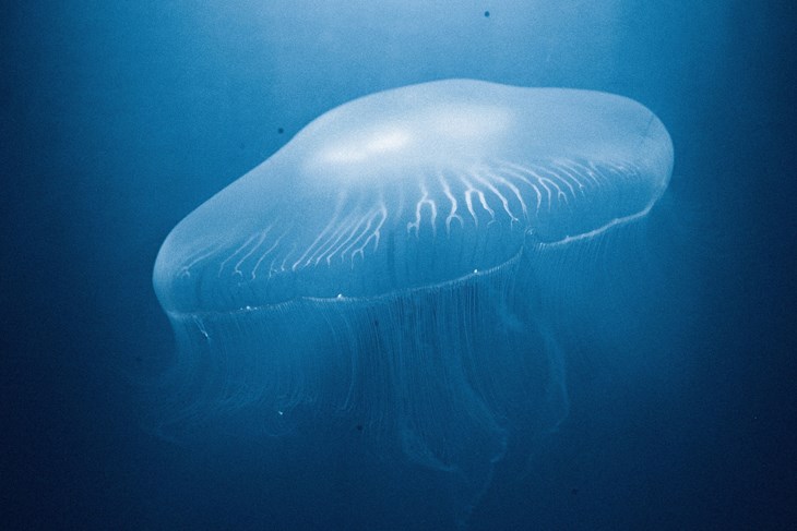 Meduze i rebraši postaju resurs: Pulski Aquarium sudjeluje u razvoju novih rješenja