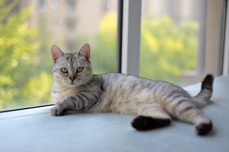 Udomili ste mačku iz skloništa? Veterinar otkriva kako steći njezino povjerenje