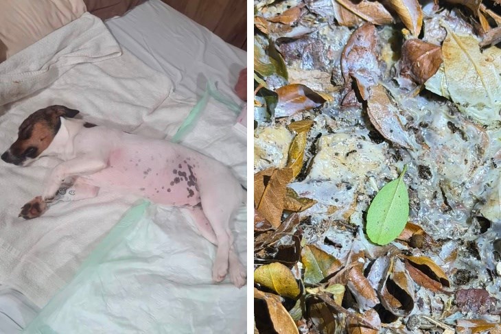 Pas otrovan nakon večernje šetnje u Rovinju, na ulici pronađena sumnjiva bijela tvar