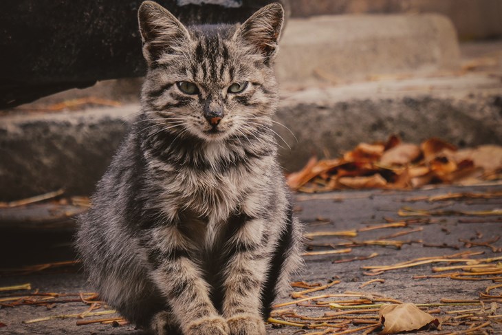 Kako zadobiti povjerenje ulične mačke? Jedna pogreška može sve usporiti