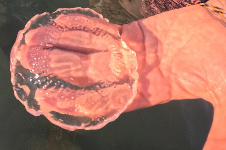 FOTO / Još jedna vrsta meduza zamijećena uz istarsku obalu, stručnjaci apeliraju da ih ne dirate
